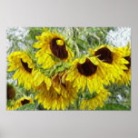 Sunny Sunflower Morn Poster