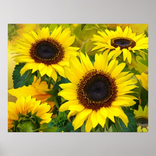 Sunny Sunflower Print