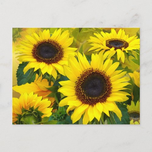 Sunny Sunflowers Postcard