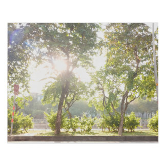 Sunny Trees Canvas Print