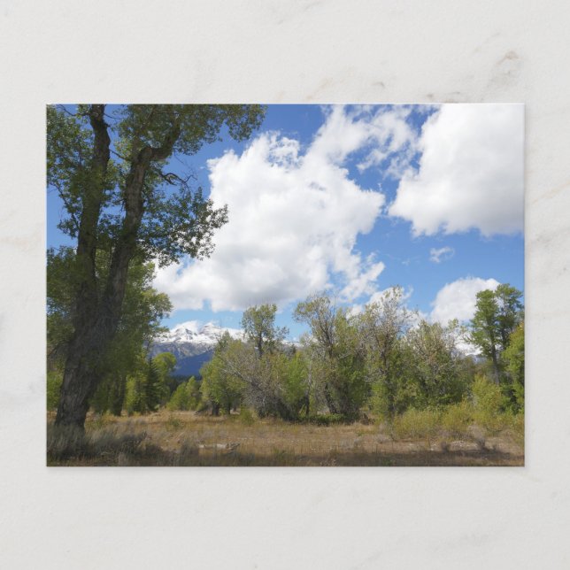 Sunny View of Grand Teton Mountain Postcard (Front)