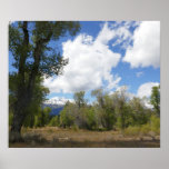 Sunny View of Grand Teton Mountain Poster