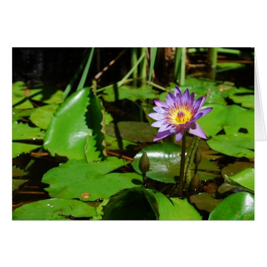 Sunny Water Lily (Front Horizontal)