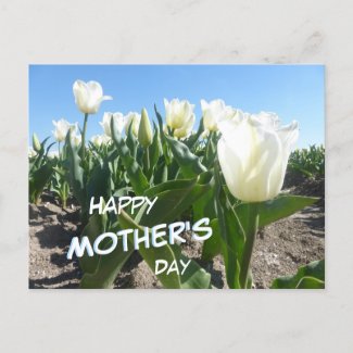 Sunny White Tulips Field Mother's Day Postcard