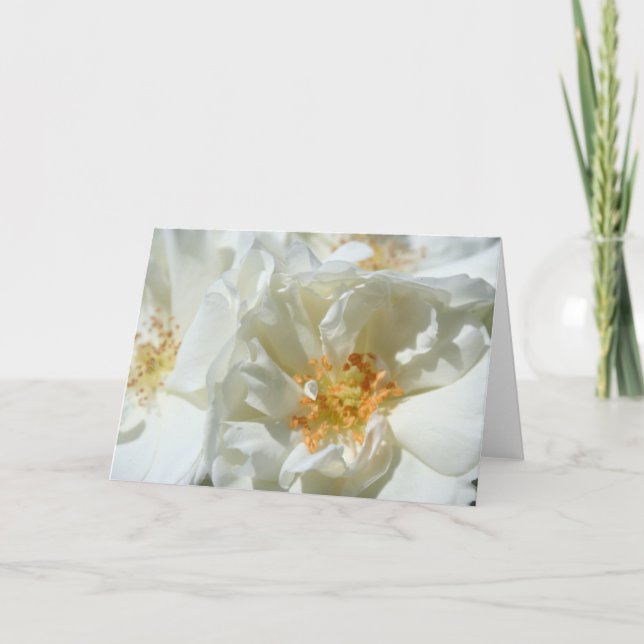 Sunny White Wild Roses Floral Photography Card (Front)