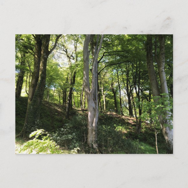 Sunny woodland scene. Woodland Glade Postcard (Front)