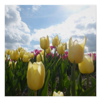 Sunny Yellow and Pink Tulips with Blue Sky Poster