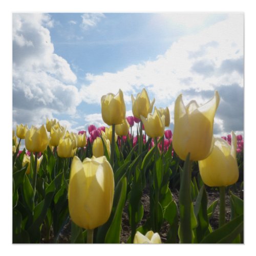 Sunny Yellow and Pink Tulips with Blue Sky Poster