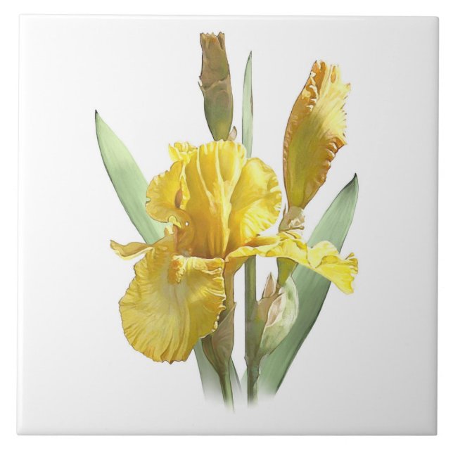 Sunny Yellow Iris Flower Botanical Art Ceramic Tile (Front)