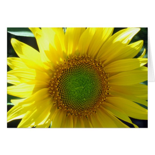 Sunny Yellow Sunflower Blank Cards (Front Horizontal)