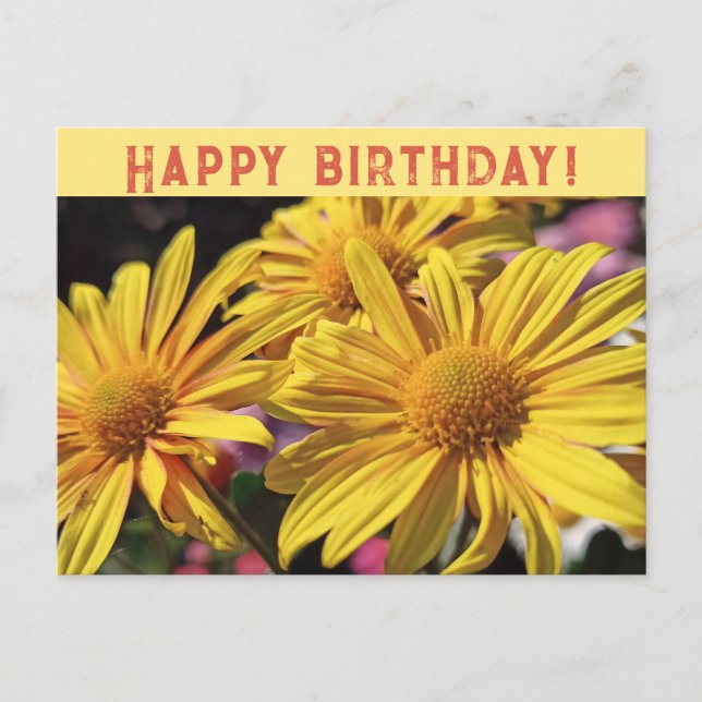 Sunny Yellow/Yellow Chrysanthemum/Happy Birthday/ Holiday Postcard (Front)