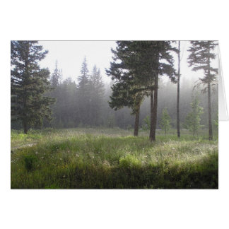 Sunrain Forest Cards