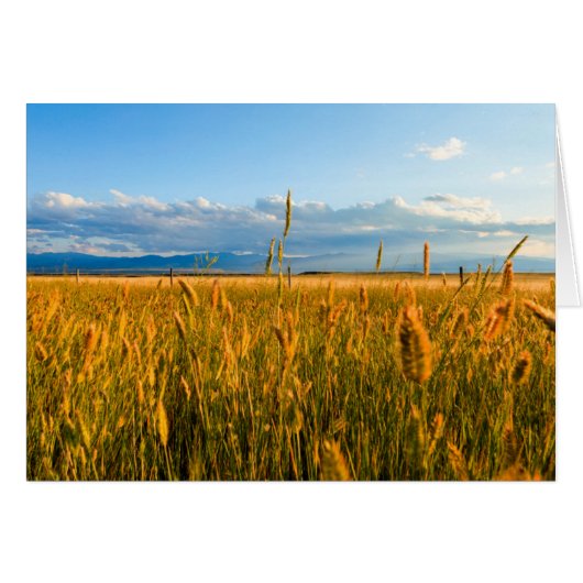 Sunrays over field of wheat with mountains cards (Front Horizontal)
