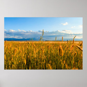 Sunrays over field of wheat with mountains poster