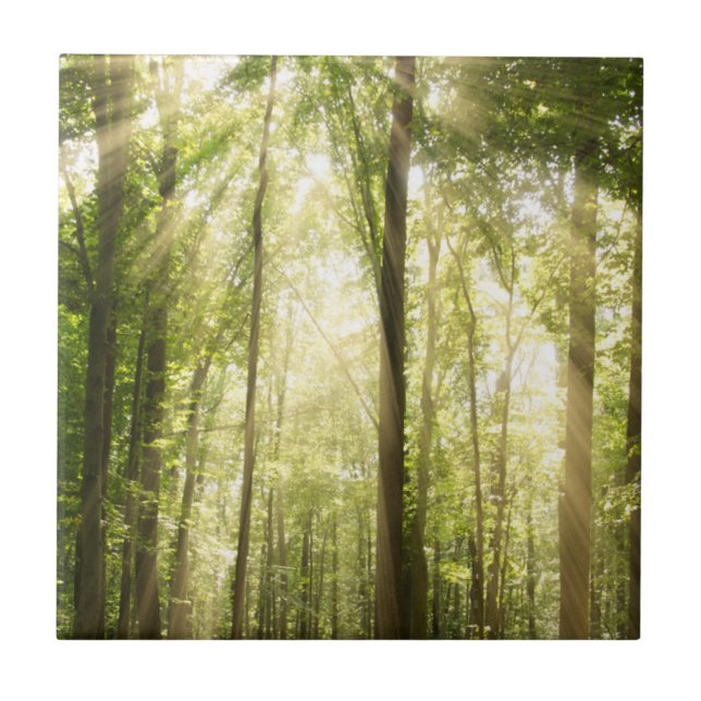 Sunrays Through Treetops Ceramic Tile (Front)