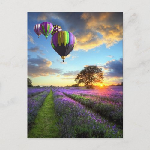 Sunrise and hot air balloons above lavender field postcard