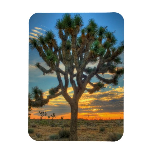 Sunrise At Joshua Tree National Park Magnet (Vertical)