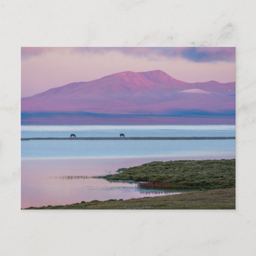 Sunrise at Song Kul lake Postcard