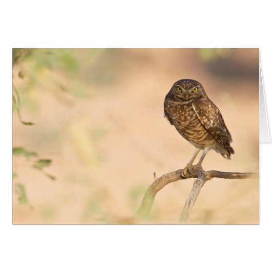 Sunrise Burrowing Owl Cards (Front Horizontal)