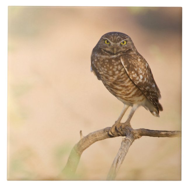 Sunrise Burrowing Owl Ceramic Tile (Front)
