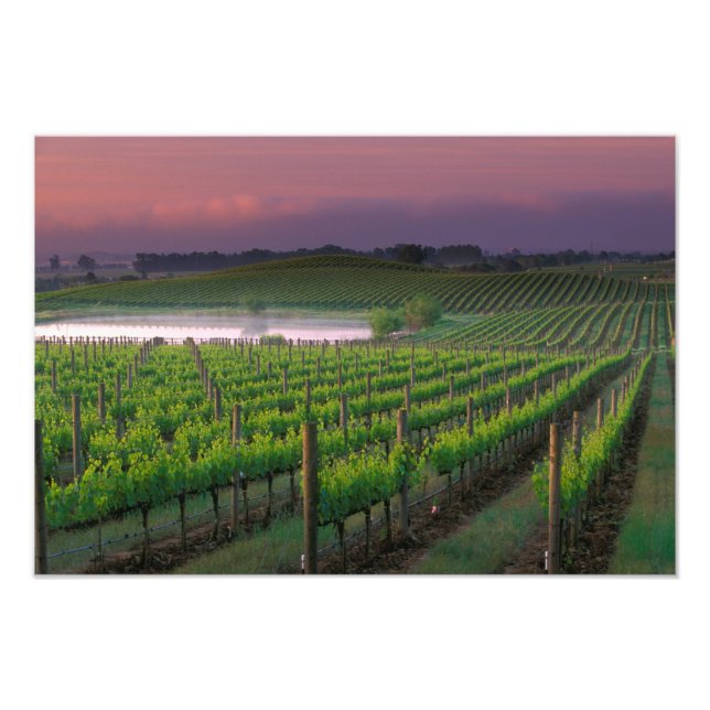 Sunrise color in the distant fog behind photo print (Front)