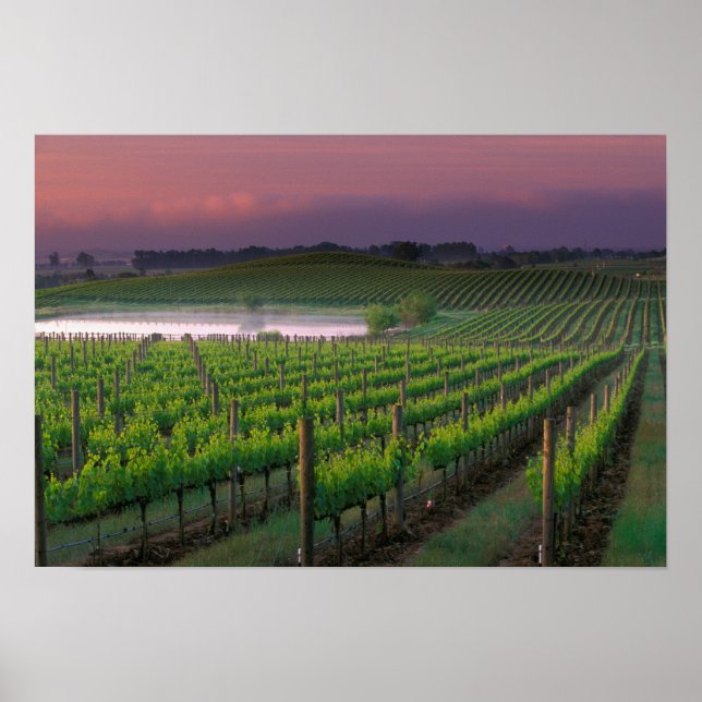 Sunrise color in the distant fog behind poster (Front)