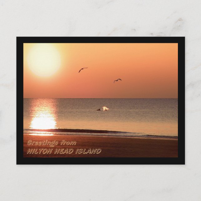 Sunrise, Dolphins and Gulls Postcard (Front)
