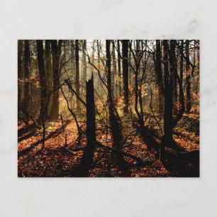 Sunrise in the winter forest, trees and shadows postcard