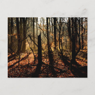 Sunrise in the winter forest, trees and shadows postcard