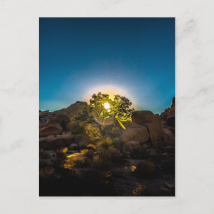 Sunrise Joshua TreeNational Park Postcard