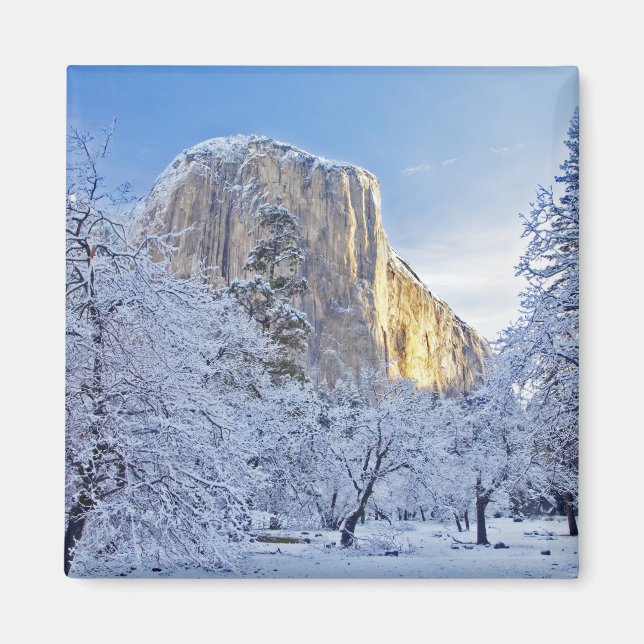 Sunrise light hits El Capitan through snowy Magnet (Front)