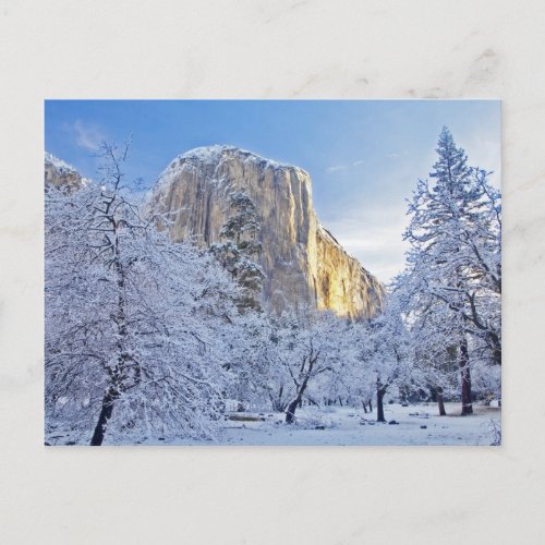 Sunrise light hits El Capitan through snowy Postcard