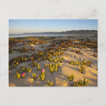 Sunrise Lights The Sand Dunes And Sea Fig At Postcard by tothebeach at Zazzle
