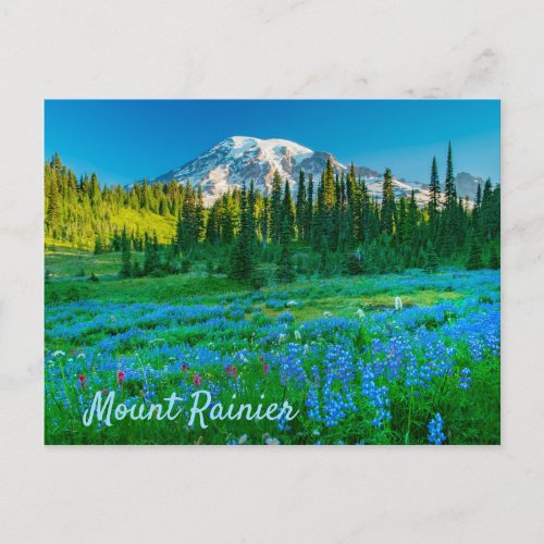 Sunrise Lupine and Mount Rainer Postcard