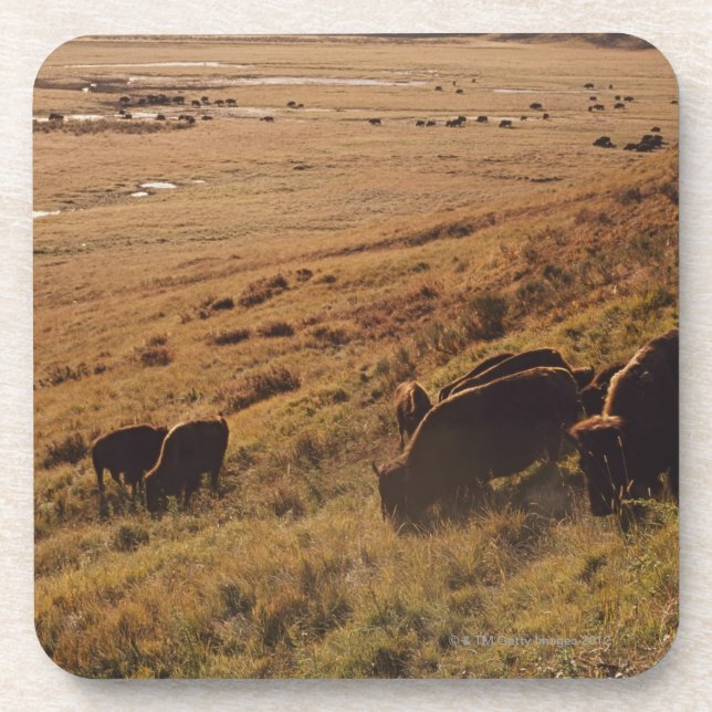 Sunrise On Bison Beverage Coaster (Front)