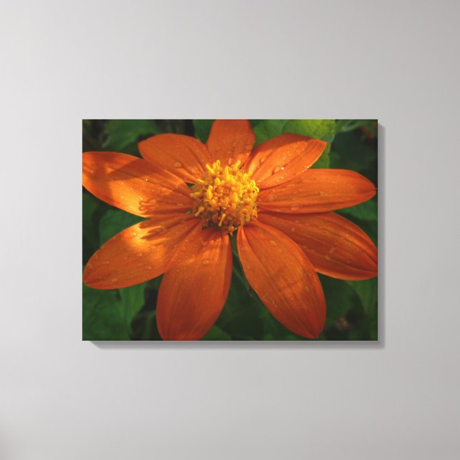 Sunrise on Mexican Sunflower Orange Floral Canvas Print (Front)