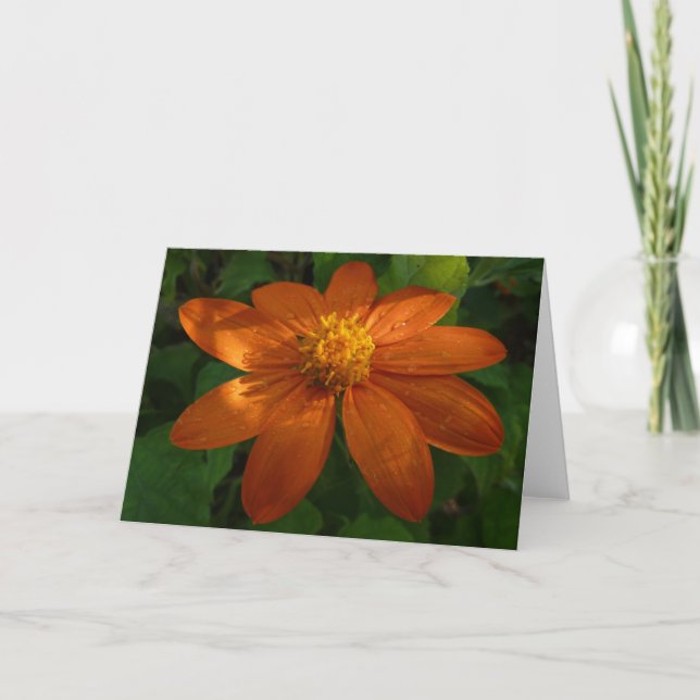 Sunrise on Mexican Sunflower Orange Floral Card (Front)