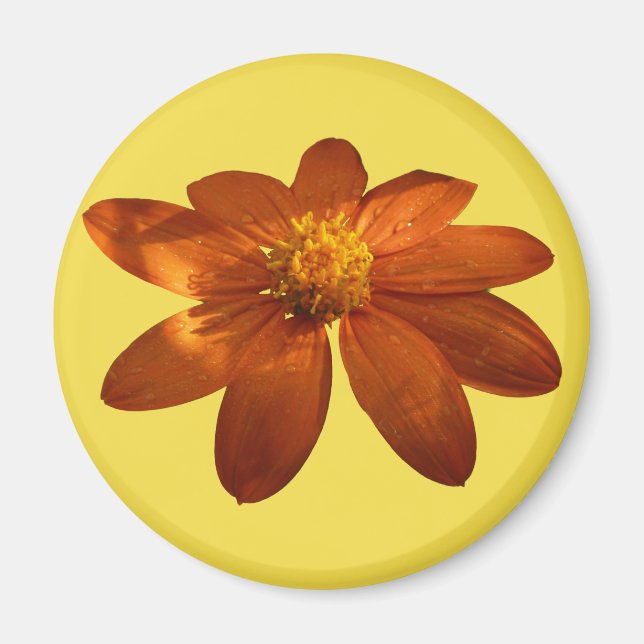 Sunrise on Mexican Sunflower Orange Floral Magnet (Front)