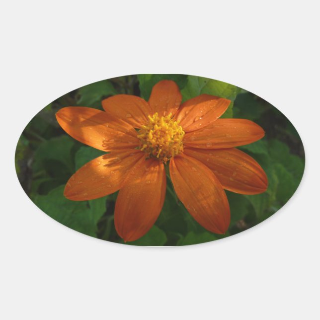 Sunrise on Mexican Sunflower Orange Floral Oval Sticker (Front)