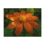 Sunrise on Mexican Sunflower Orange Floral Postcard