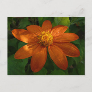 Sunrise on Mexican Sunflower Orange Floral Postcard