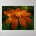 Sunrise on Mexican Sunflower Orange Floral Poster