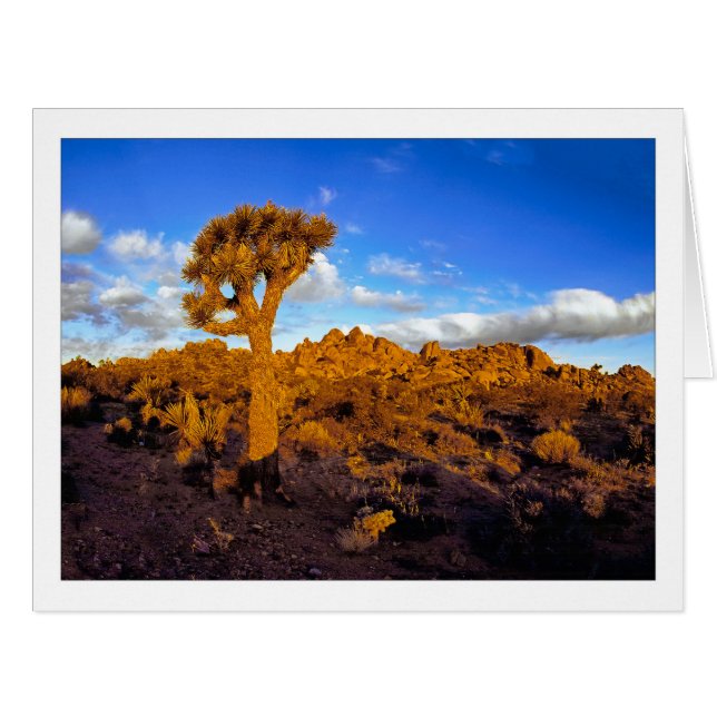 " Sunrise On The Living Desert " (Front Horizontal)