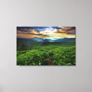 Sunrise over Tea Farm Canvas Print