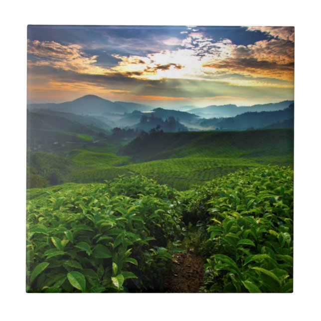 Sunrise over Tea Farm Ceramic Tile (Front)