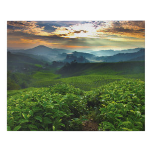 Sunrise over Tea Farm Faux Canvas Print
