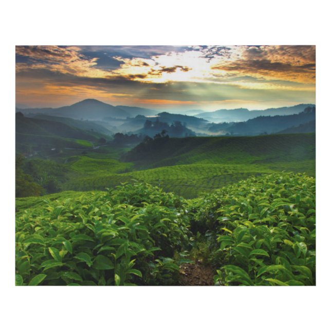 Sunrise over Tea Farm Faux Canvas Print (Front)