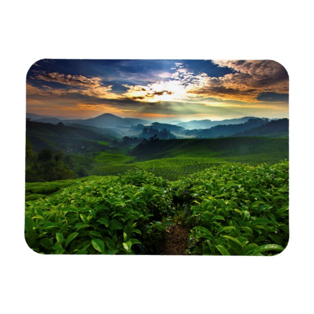 Sunrise over Tea Farm Magnet (Horizontal)
