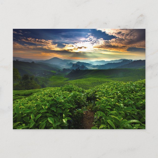 Sunrise over Tea Farm Postcard (Front)