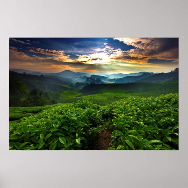 Sunrise over Tea Farm Poster (Front)